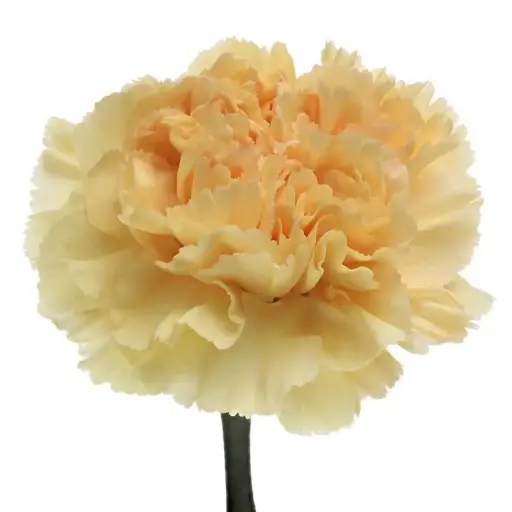 Carnation Single -Peach-(20 Stems) 