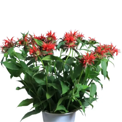 Monarda