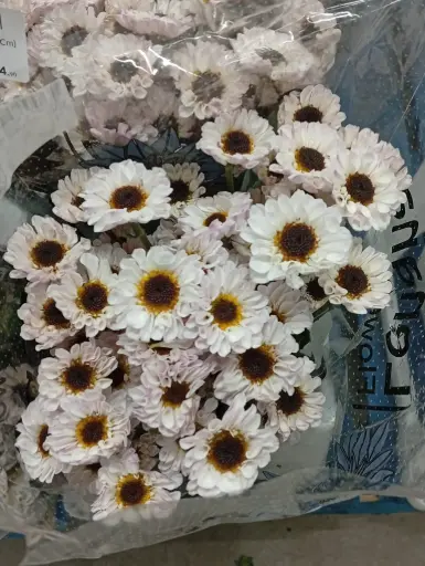 Chr Spray-Rossi White