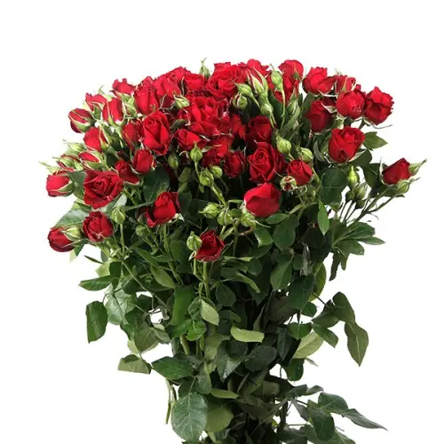 Val-Spray Rose-Pushkin