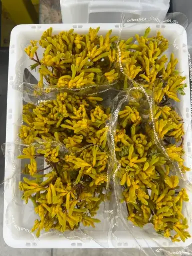 Kangroo Paw - Yellow (70)