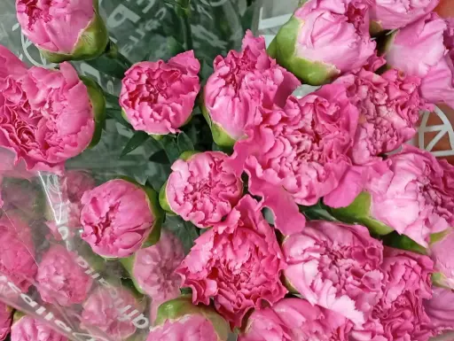 Carnation Single-Cerise Pink - (20 Stems) 