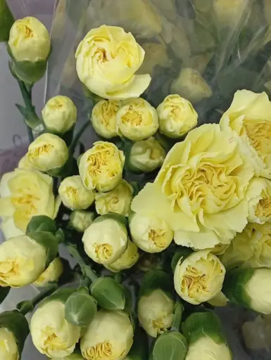Carnation Spray-Yellow (60) 