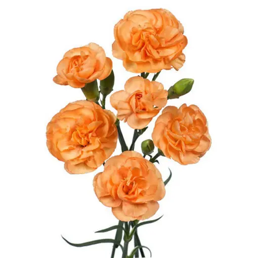 Carnation Spray-Orange (60)