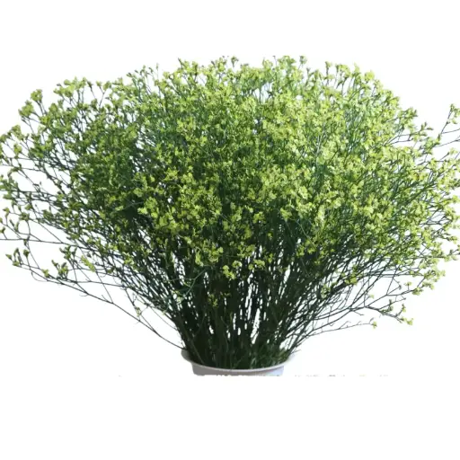 Val-Limonium- Yelow (50)-5 Stems