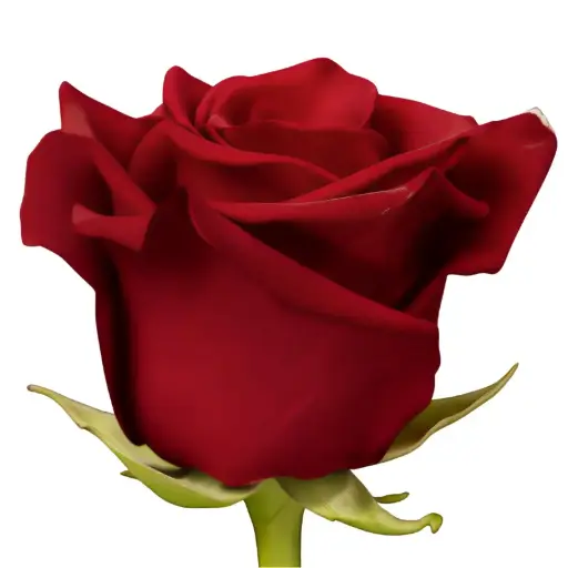 Val-Rose -Explorer (EC)- (80cm) 