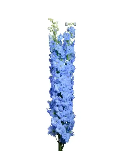 Delphinium - Sky Blue  (10 Stems)