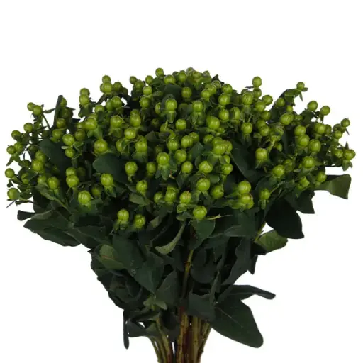 MoD-Hypericum-Green (60)