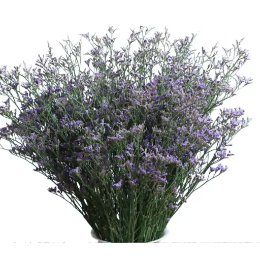 MoD-Limonium- Blue (50)-5 Stems 