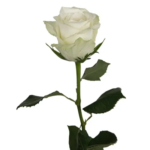 MoD-Rose -White-Athena/Snowstrom/Proud (60) 