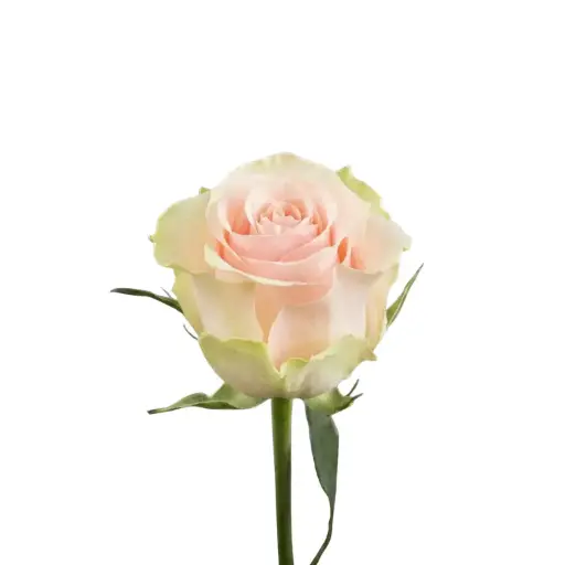 MoD-Rose -Frutteto (60) EC