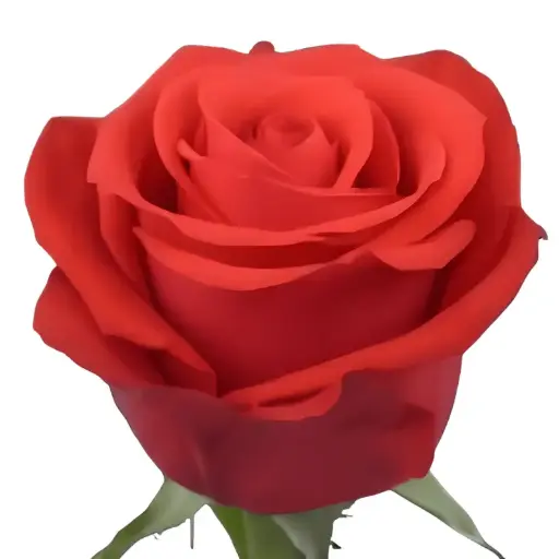 MoD-Rose -Nina (60) EC