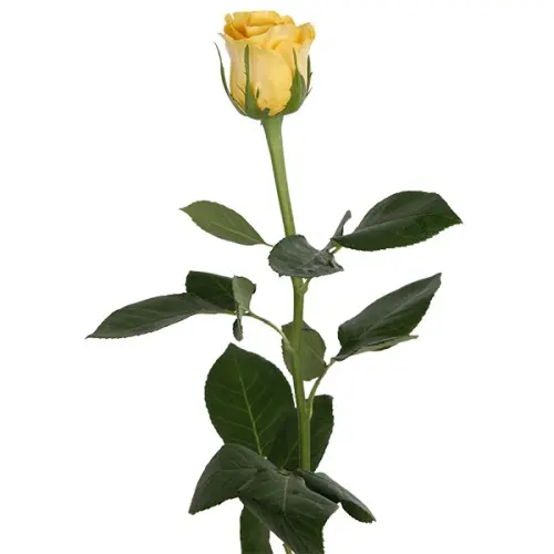 MoD-Rose -Gold Finch(60)