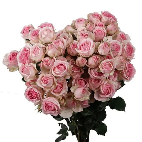 MoD-Spray Rose-Dinara (60)