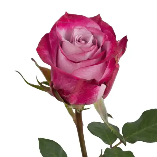 MoD-Rose -Deep Purple (50) EC