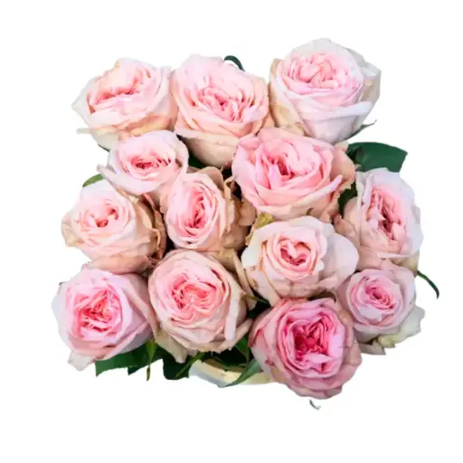 Rose - Pink Ohara (50)