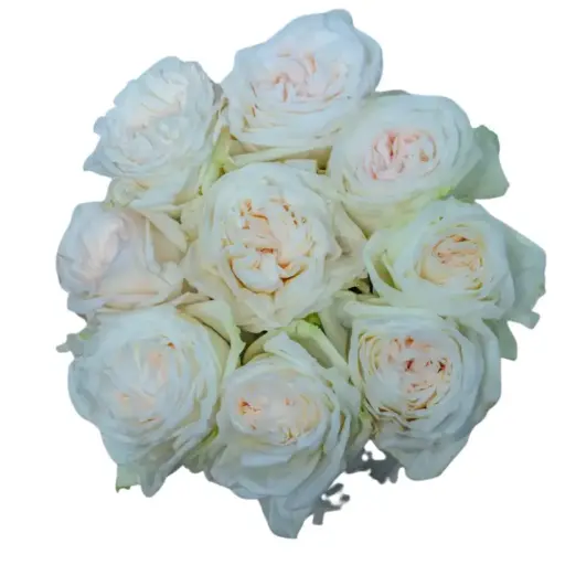 Rose - White Ohara (50)