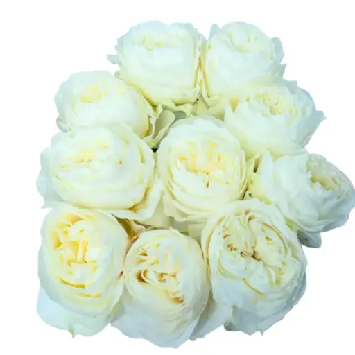 Rose - ColdPlay (50)