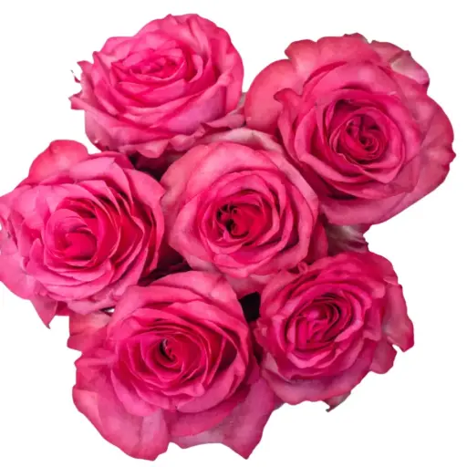 Rose - Paloma Royale (60)