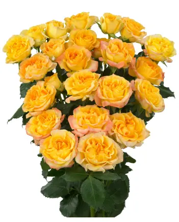 Spray Rose - Eternal Flame