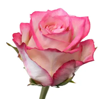 Rose -Navara (50)