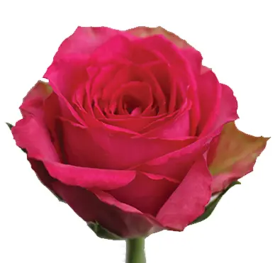 Rose - Madam Pink (50)