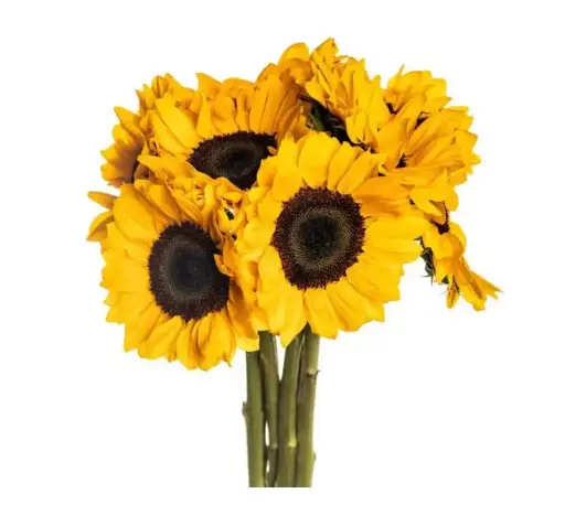 Helianthus, Sunflower - 25 Stems Bucket Deal