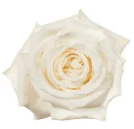 Rose - Playa Blanca (50) EC 