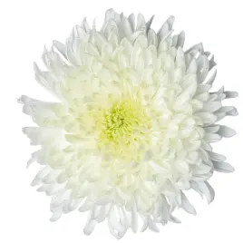 Chr Single - Magnum White (70) 