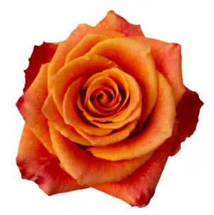Rose - Silantoi (50) EC - 25 Stems