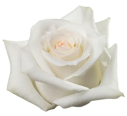Rose - Candlelight (60) EC - 25 Stems