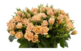 Spray Rose - Sahara (50) EC 