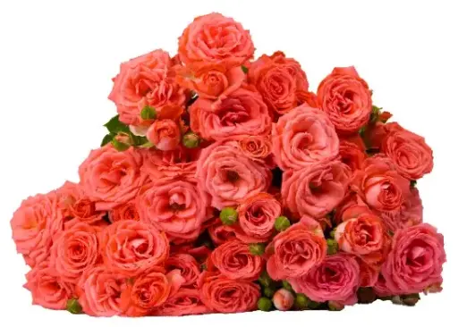 Spray Rose- Barbados (60) 