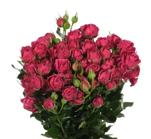 Spray Rose - Cheyenne (60) 