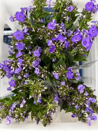 Phlox - Purple (60) 