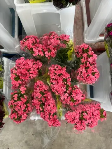 Kico Dianthus - Pink