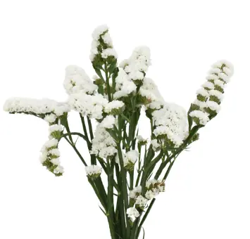 Statice - White (70) 10 Stems