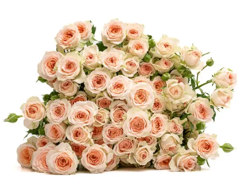 Spray Rose - Rosanella (60) 