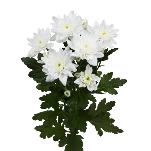 Bucket Deal - Chr Spray - Pina Coloda (70) 50 Stems