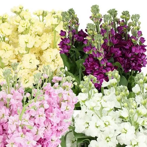 Matthiola Mixed Colours Bucket Deal - 50 Stems (50) 