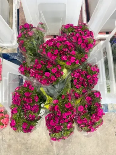 Kico Dianthus - Cerise Pink 