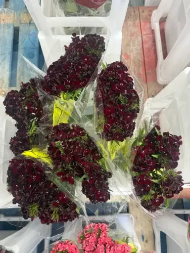 Kico Dianthus - Deep Red