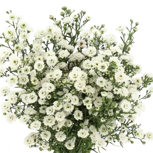 Asters - White (70) 