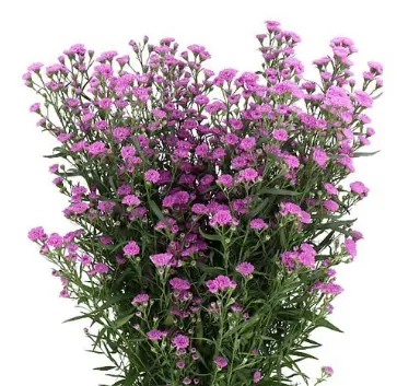 Asters - Pink (70)
