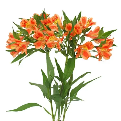 Alstro Premium -Orange (80)