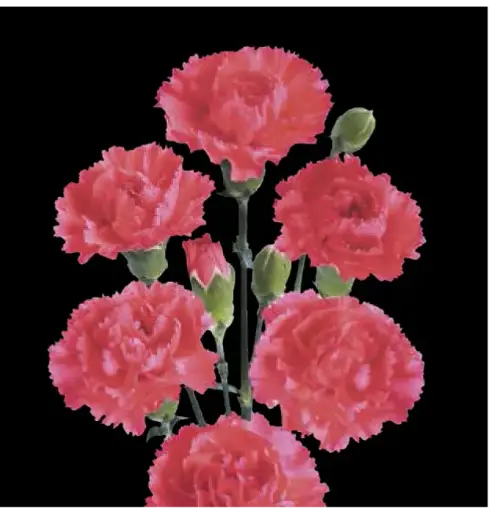 Carnation Spray-Red (60) 