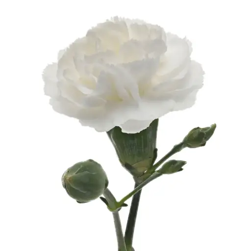 Carnation Spray-White (50) 