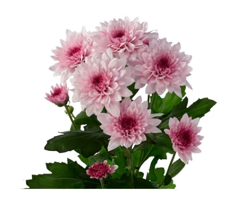 Chr Spray-Dante Pink (60)