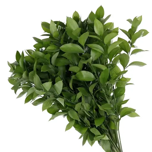 Ruscus (50)