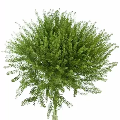 Lepidium Green Dragon (60)